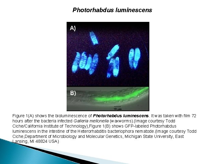 Photorhabdus luminescens Figure 1(A) shows the bioluminescence of Photorhabdus luminescens. It was taken with