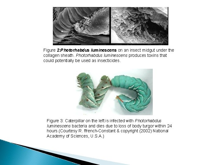 Figure 2: Photorhabdus luminescens on an insect midgut under the collagen sheath. Photorhabdus luminescens