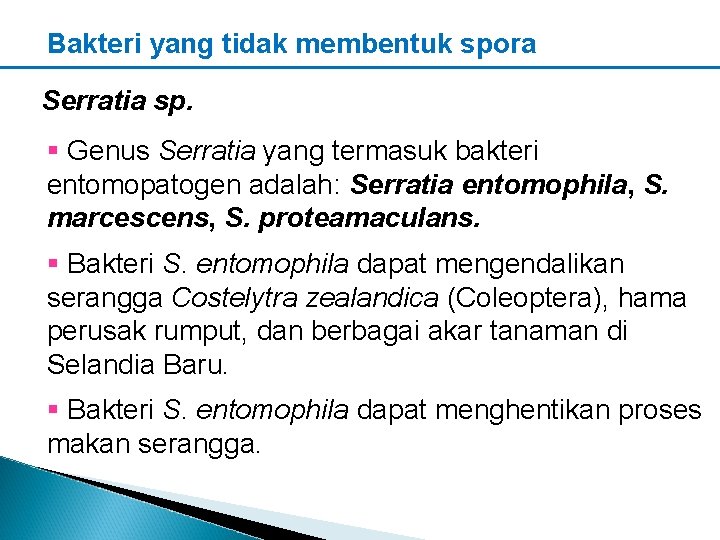 Bakteri yang tidak membentuk spora Serratia sp. § Genus Serratia yang termasuk bakteri entomopatogen