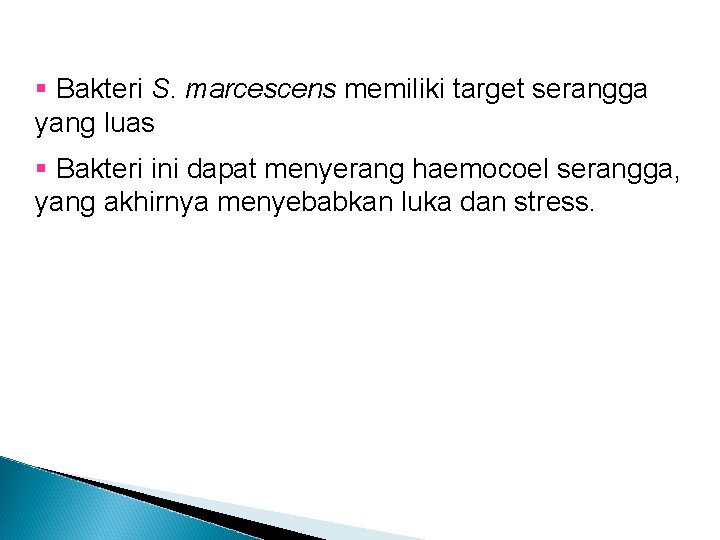 § Bakteri S. marcescens memiliki target serangga yang luas § Bakteri ini dapat menyerang