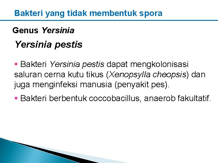 Bakteri yang tidak membentuk spora Genus Yersinia pestis § Bakteri Yersinia pestis dapat mengkolonisasi