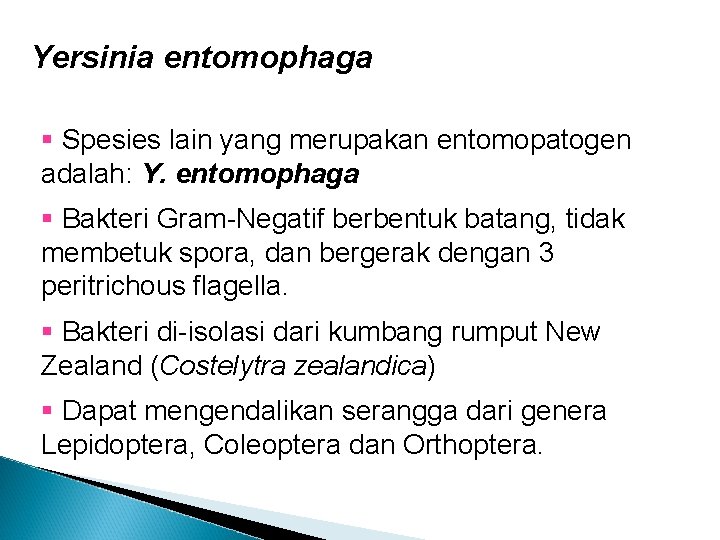 Yersinia entomophaga § Spesies lain yang merupakan entomopatogen adalah: Y. entomophaga § Bakteri Gram-Negatif