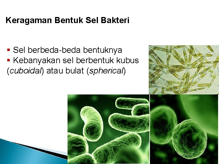 Keragaman Bentuk Sel Bakteri § Sel berbeda-beda bentuknya § Kebanyakan sel berbentuk kubus (cuboidal)