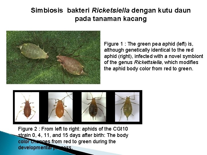 Simbiosis bakteri Ricketsiella dengan kutu daun pada tanaman kacang Figure 1 : The green