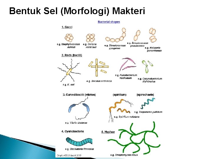 Bentuk Sel (Morfologi) Makteri 