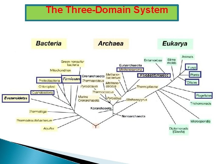 The Three-Domain System 
