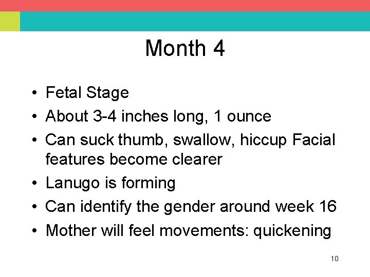 Month 4 • Fetal Stage • About 3 -4 inches long, 1 ounce •