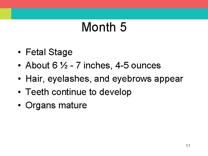 Month 5 • • • Fetal Stage About 6 ½ - 7 inches, 4