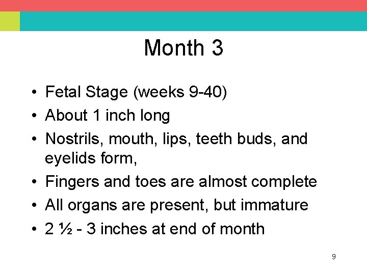 Month 3 • Fetal Stage (weeks 9 -40) • About 1 inch long •