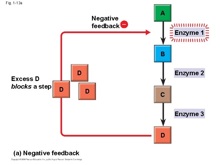 Fig. 1 -13 a Negative feedback – A Enzyme 1 B Excess D blocks