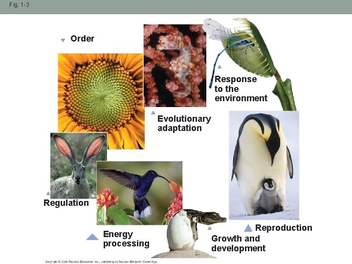 Fig. 1 -3 Order Response to the environment Evolutionary adaptation Regulation Energy processing Reproduction