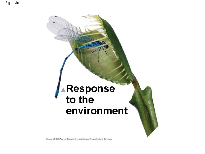 Fig. 1 -3 c Response to the environment 