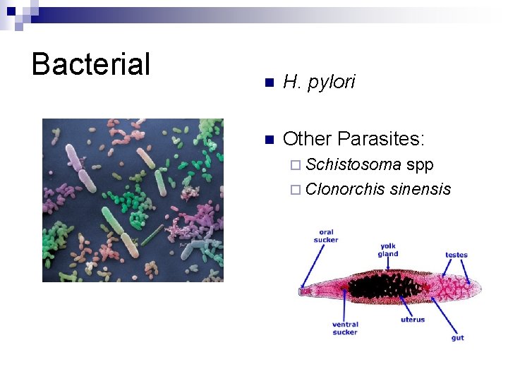 Bacterial n H. pylori n Other Parasites: ¨ Schistosoma spp ¨ Clonorchis sinensis 