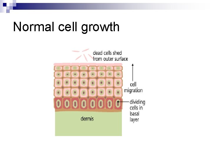 Normal cell growth 