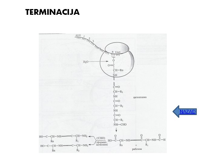 TERMINACIJA NAZAD 