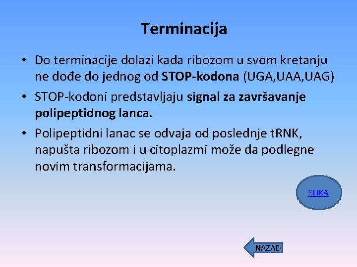 Terminacija • Do terminacije dolazi kada ribozom u svom kretanju ne dođe do jednog