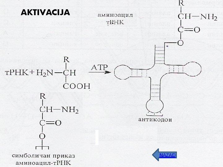 AKTIVACIJA NAZAD 