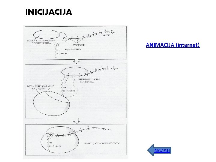 INICIJA ANIMACIJA (internet) NAZAD 