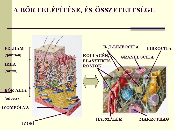 A BŐR FELÉPÍTÉSE, ÉS ÖSSZETETTSÉGE FELHÁM (epidermis) B-, T-LIMFOCITA KOLLAGÉN, ELASZTIKUS ROSTOK IRHA FIBROCITA