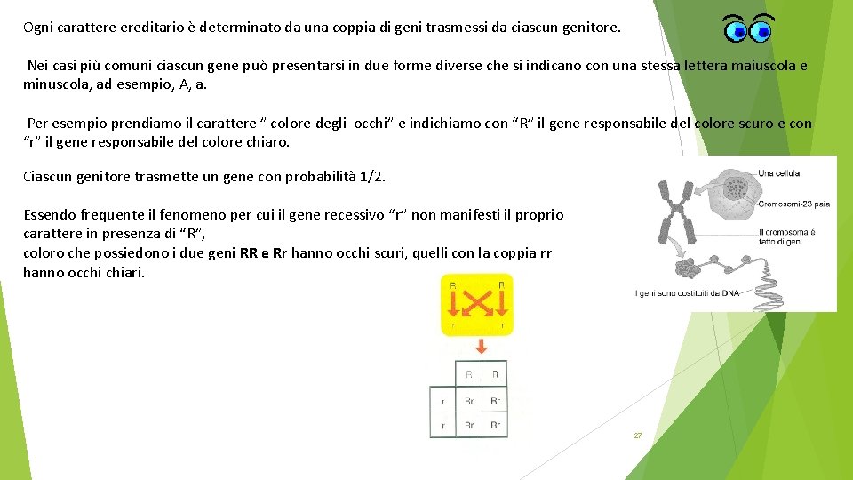 Ogni carattere ereditario è determinato da una coppia di geni trasmessi da ciascun genitore.