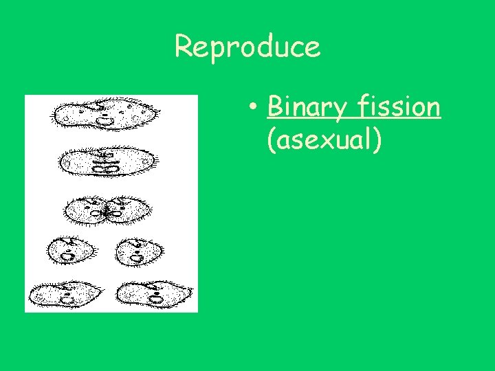 Reproduce • Binary fission (asexual) 