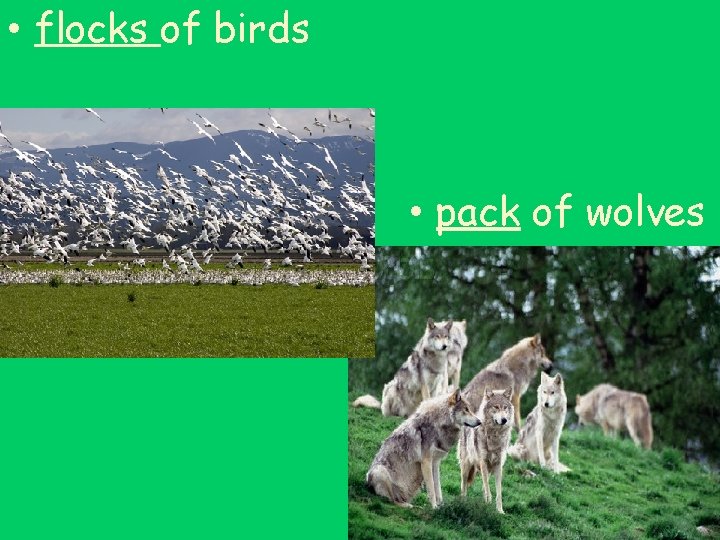  • flocks of birds • pack of wolves 