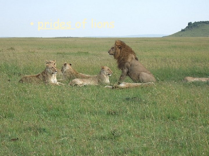  • prides of lions 