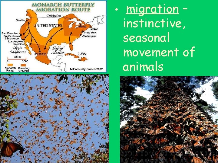  • migration – instinctive, seasonal movement of animals 