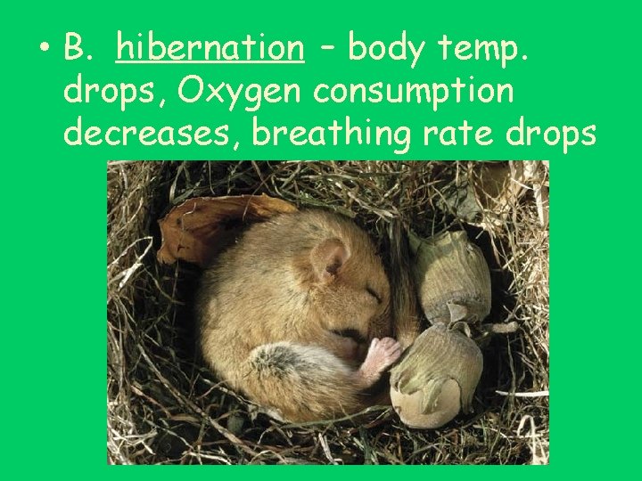  • B. hibernation – body temp. drops, Oxygen consumption decreases, breathing rate drops