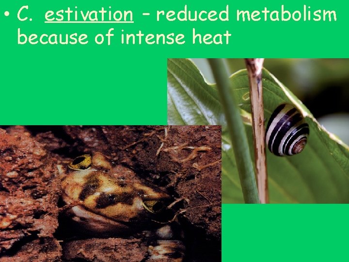  • C. estivation – reduced metabolism because of intense heat 