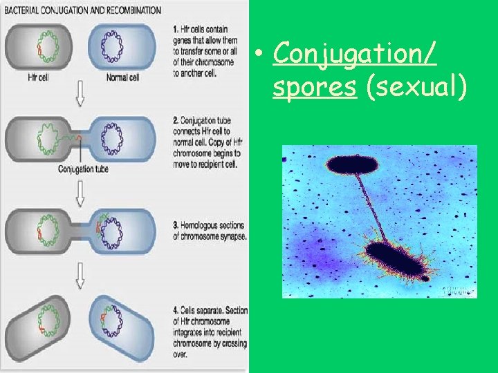  • Conjugation/ spores (sexual) 