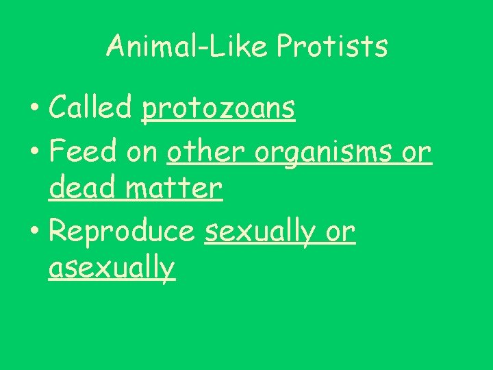 Animal-Like Protists • Called protozoans • Feed on other organisms or dead matter •