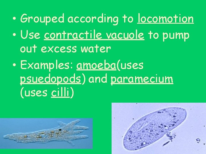  • Grouped according to locomotion • Use contractile vacuole to pump out excess