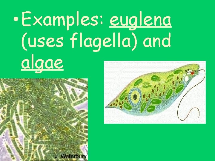  • Examples: euglena (uses flagella) and algae 