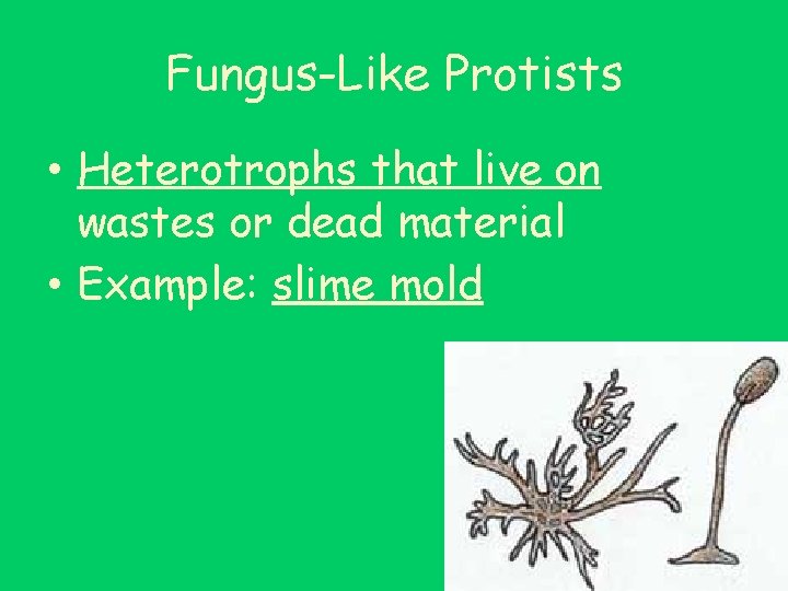 Fungus-Like Protists • Heterotrophs that live on wastes or dead material • Example: slime