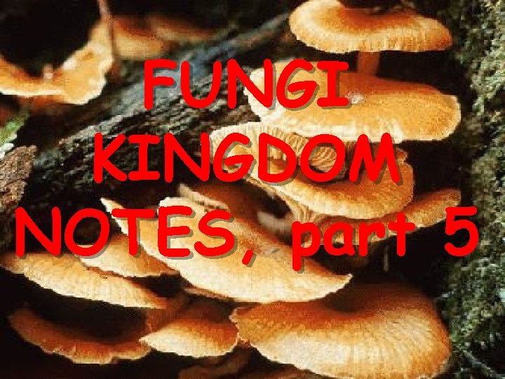 FUNGI KINGDOM NOTES, part 5 