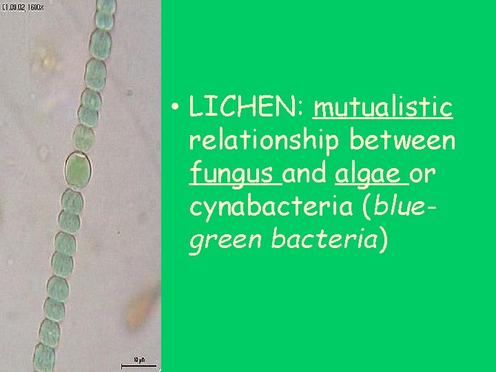  • LICHEN: mutualistic relationship between fungus and algae or cynabacteria (bluegreen bacteria) 