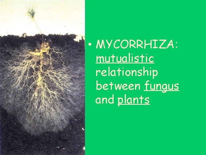  • MYCORRHIZA: mutualistic relationship between fungus and plants 