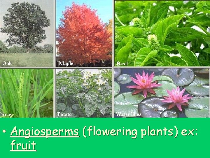  • Angiosperms (flowering plants) ex: fruit 