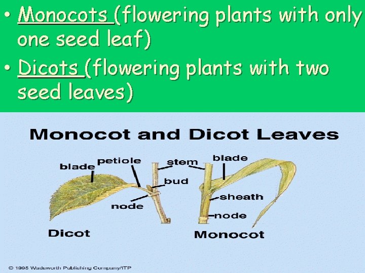  • Monocots (flowering plants with only one seed leaf) • Dicots (flowering plants