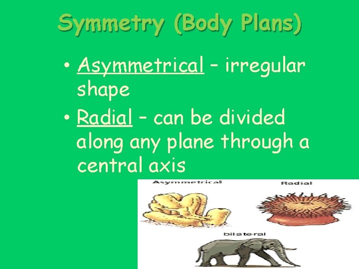Symmetry (Body Plans) • Asymmetrical – irregular shape • Radial – can be divided