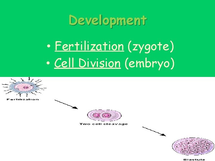 Development • Fertilization (zygote) • Cell Division (embryo) 