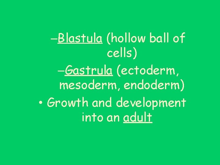 –Blastula (hollow ball of cells) –Gastrula (ectoderm, mesoderm, endoderm) • Growth and development into