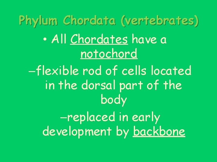 Phylum Chordata (vertebrates) • All Chordates have a notochord –flexible rod of cells located