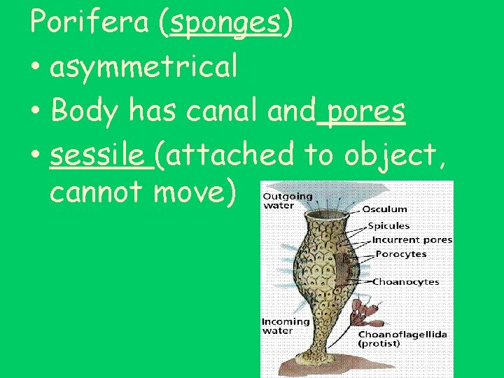 Porifera (sponges) • asymmetrical • Body has canal and pores • sessile (attached to
