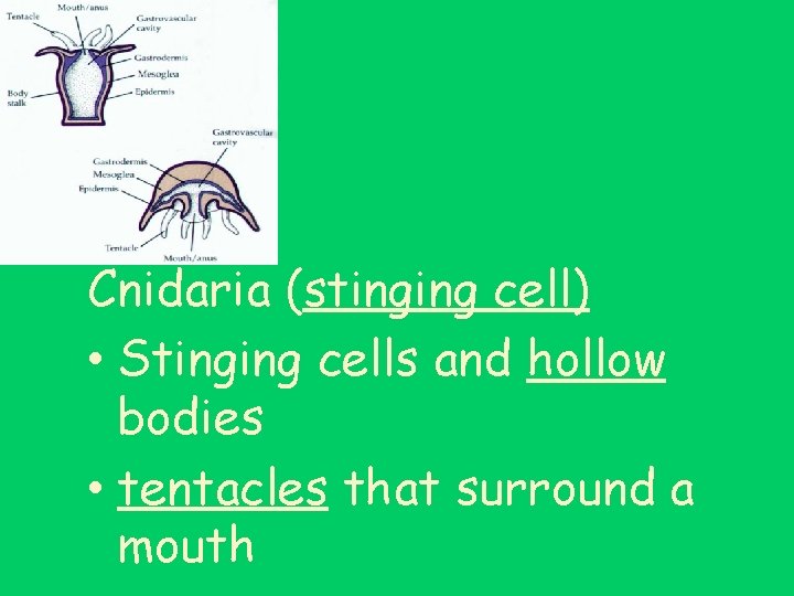 Cnidaria (stinging cell) • Stinging cells and hollow bodies • tentacles that surround a