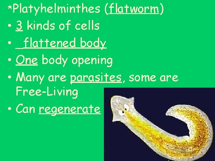 *Platyhelminthes (flatworm) 3 kinds of cells _flattened body One body opening Many are parasites,