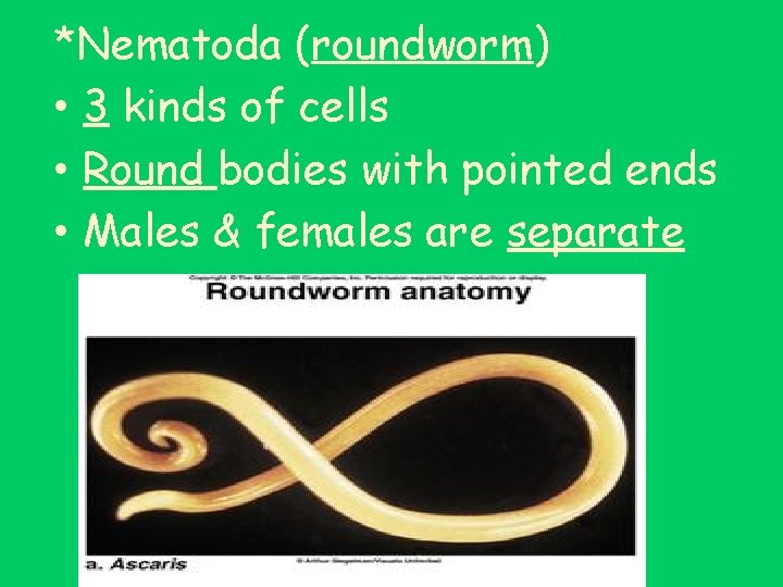 *Nematoda (roundworm) • 3 kinds of cells • Round bodies with pointed ends •