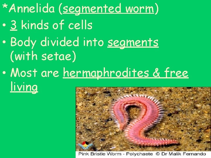 *Annelida (segmented worm) • 3 kinds of cells • Body divided into segments (with