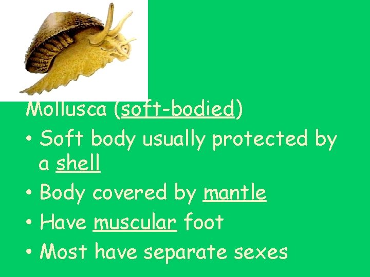 Mollusca (soft-bodied) • Soft body usually protected by a shell • Body covered by